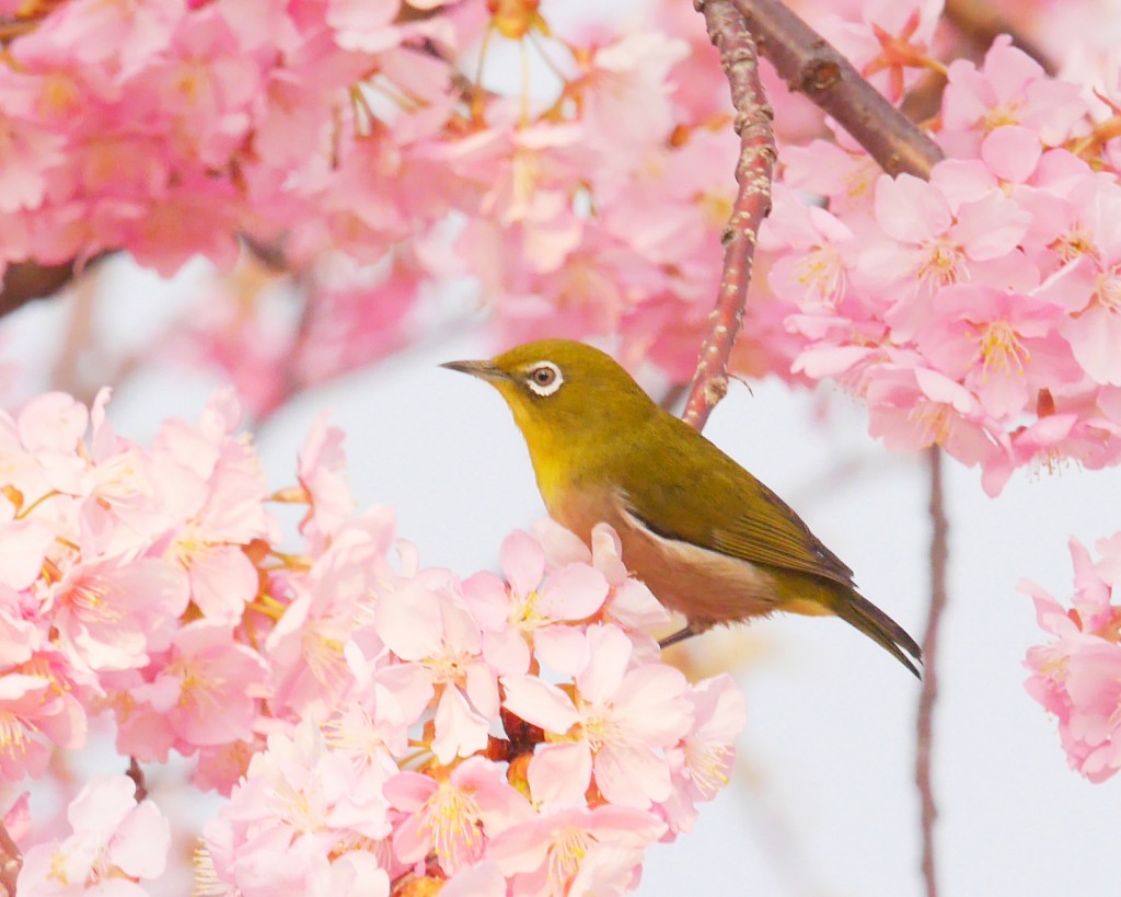日本の美しい季節 桜舞う丹波篠山の春まつり 公式 篠山城下町ホテル Nipponia 丹波篠山の美食を堪能するホテル