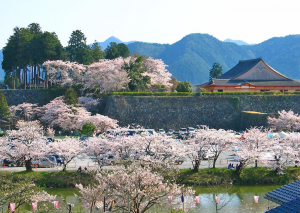 篠山城跡の桜満開