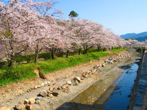 篠山川の河川敷の桜並木